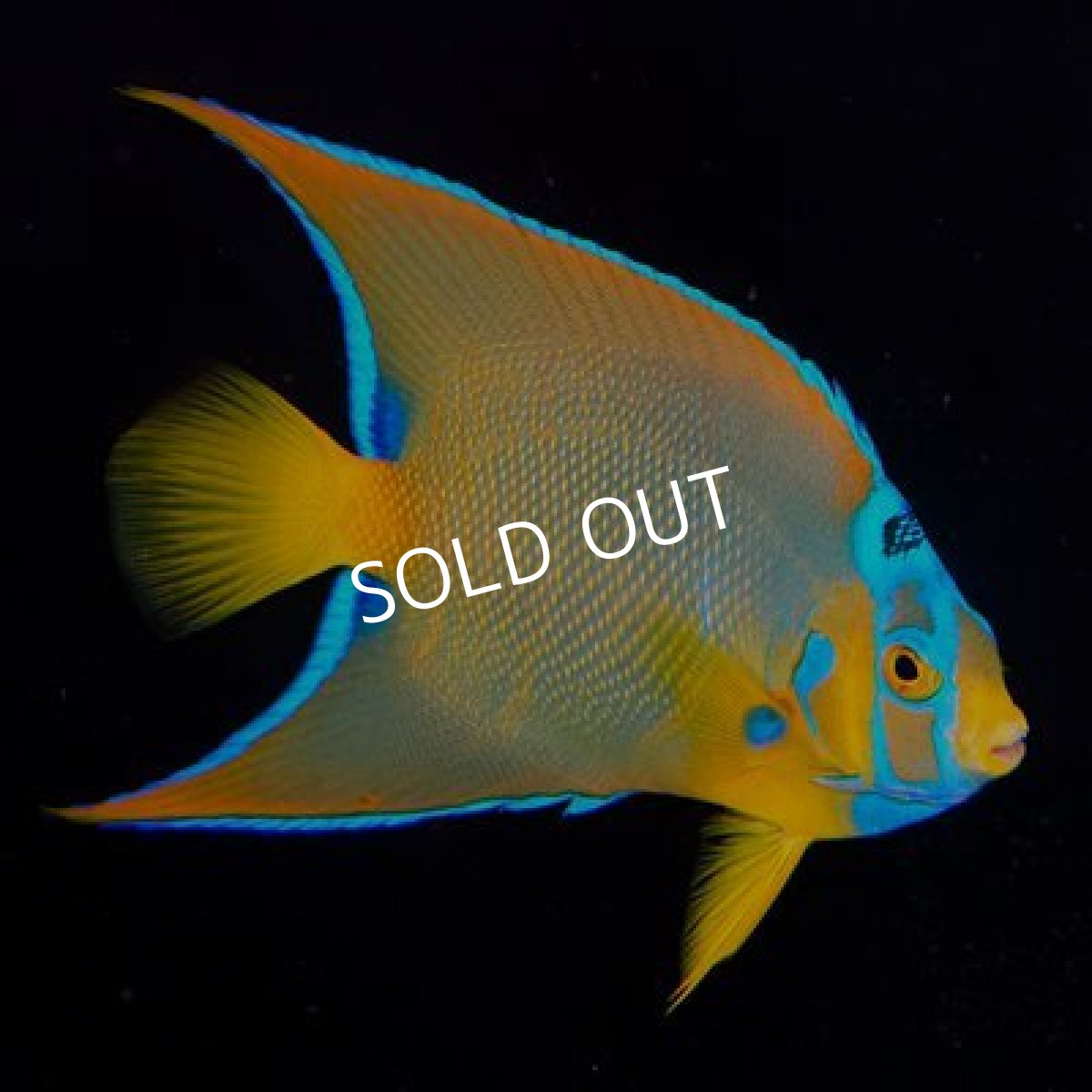 画像2: カリブ　クイーンエンゼル　M  (2)