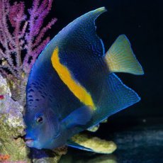 画像1: ■ＳＡＬＥ２０％ＯＦＦ■紅海　ハーフムーンエンゼル（マクロスス）　L (1)