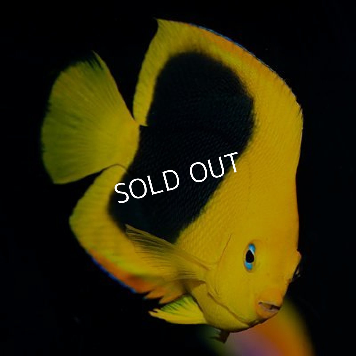 画像3: カリブ　ロックビューティ　M  (3)