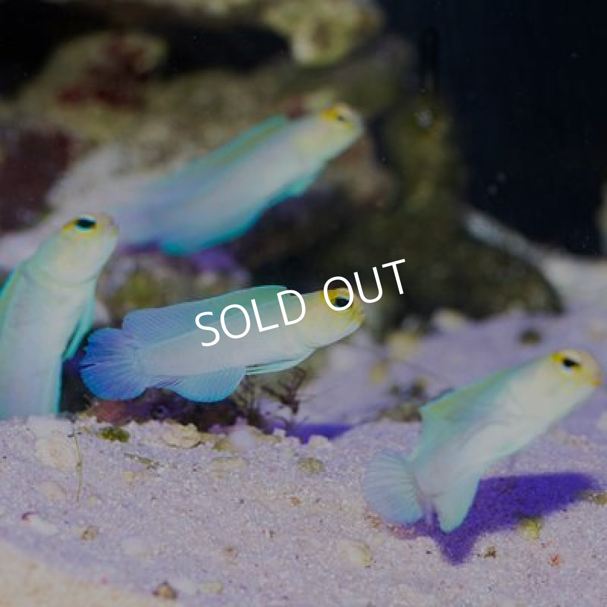 画像2: イエローヘッドジョーフィッシュ M (2)