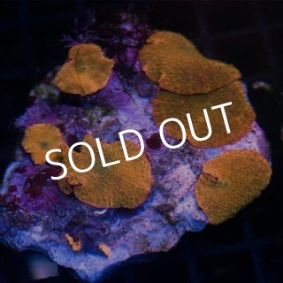 セレクト・ディスクコーラル - 海水魚専門店 ceppo onlinestore