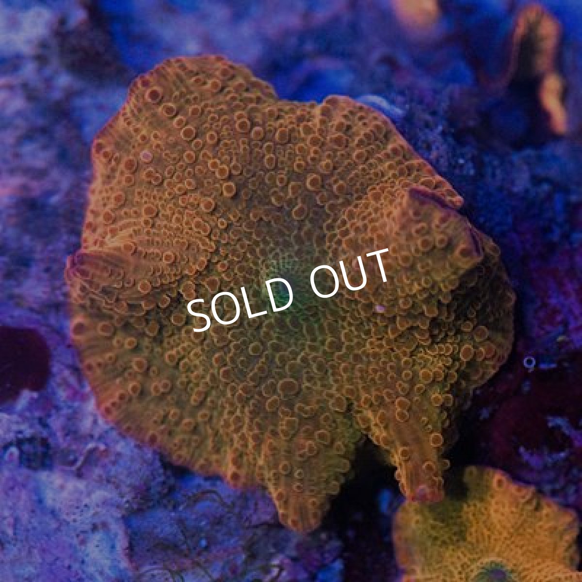 画像2: ■SALE20%OFF■ディスクコーラル No.1 (2)