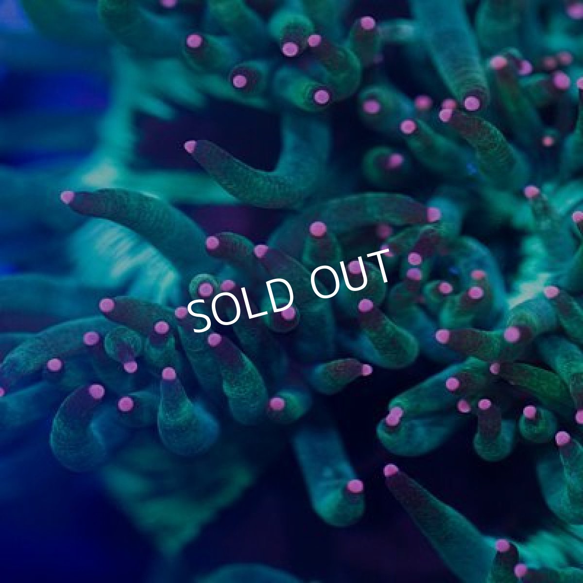 画像2: トランペット No.3 (2)