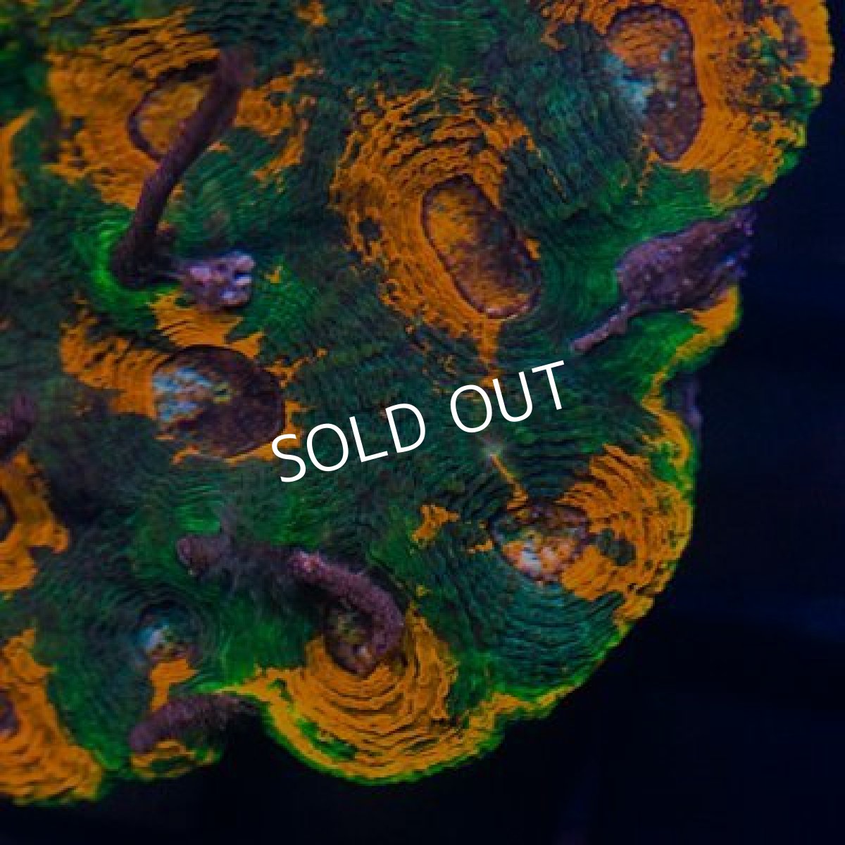 画像2: ■SALE20%OFF■キクメイシ No.1 (2)