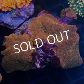セレクト・ディスクコーラル - 海水魚専門店 ceppo onlinestore