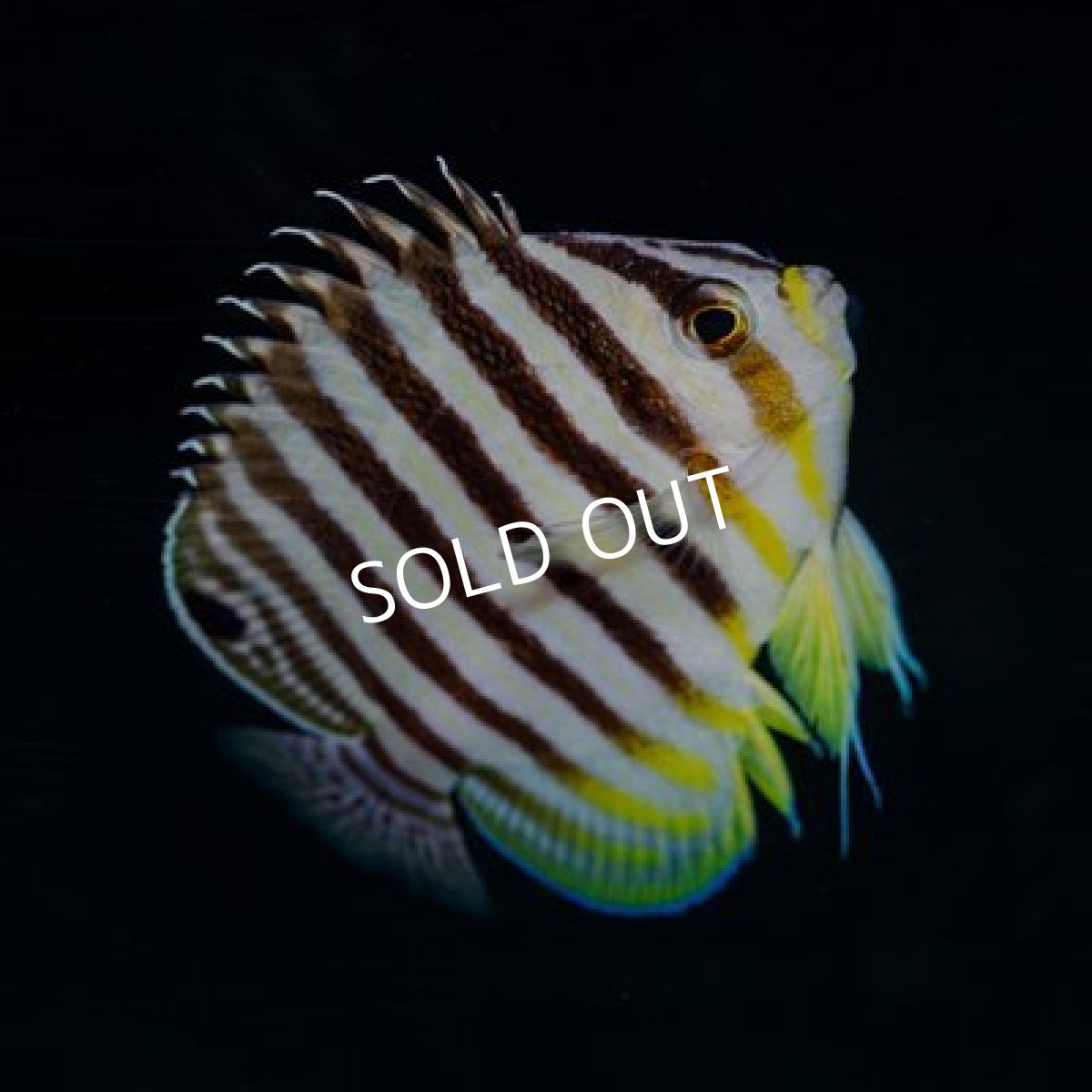 画像2: マーシャル産　シマヤッコ　 (2)