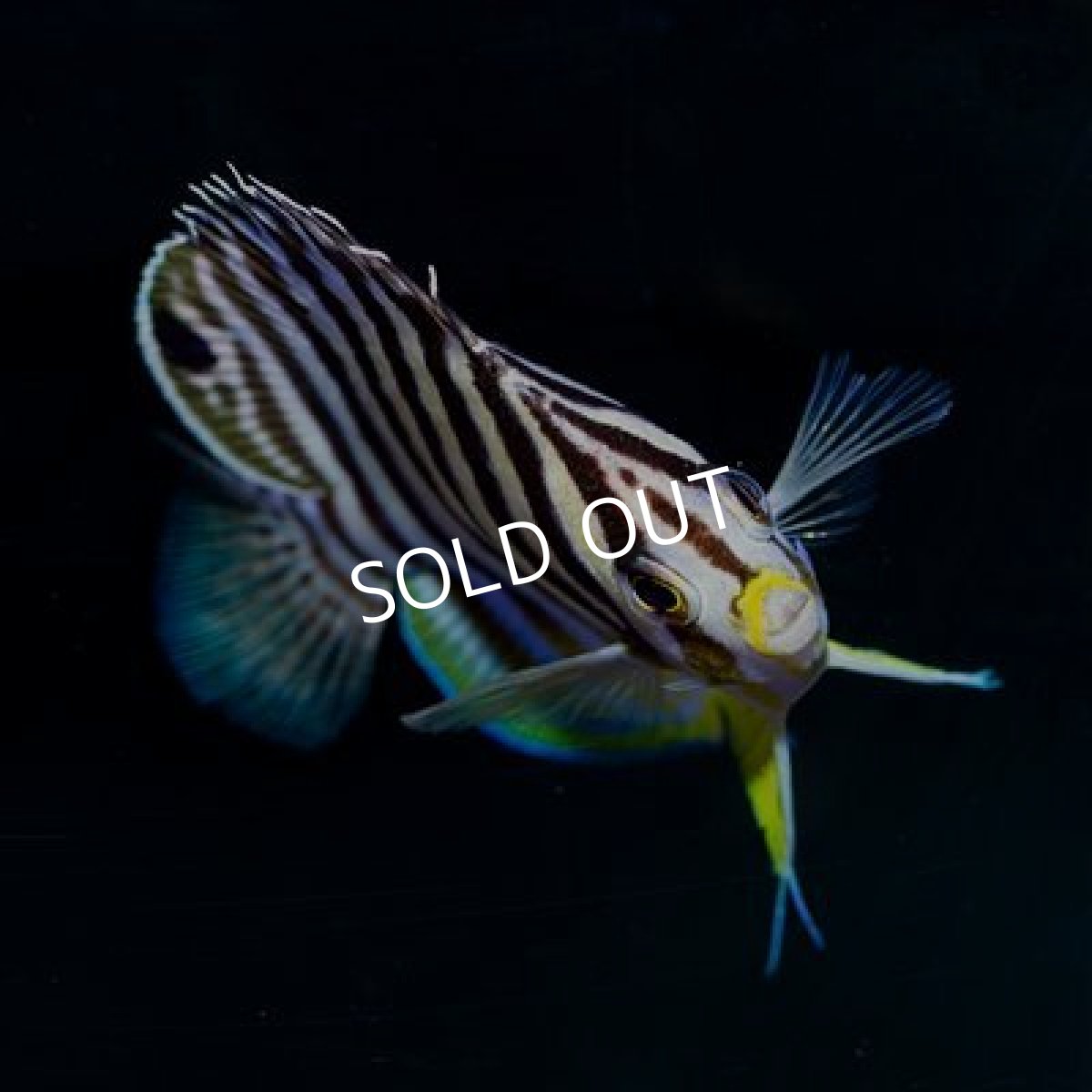 画像3: マーシャル産　シマヤッコ　 (3)