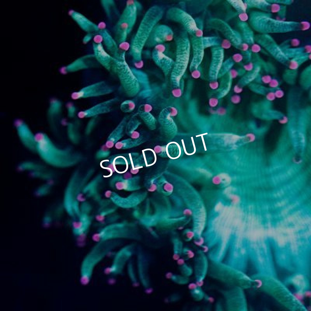 画像2: トランペット No.2 (2)