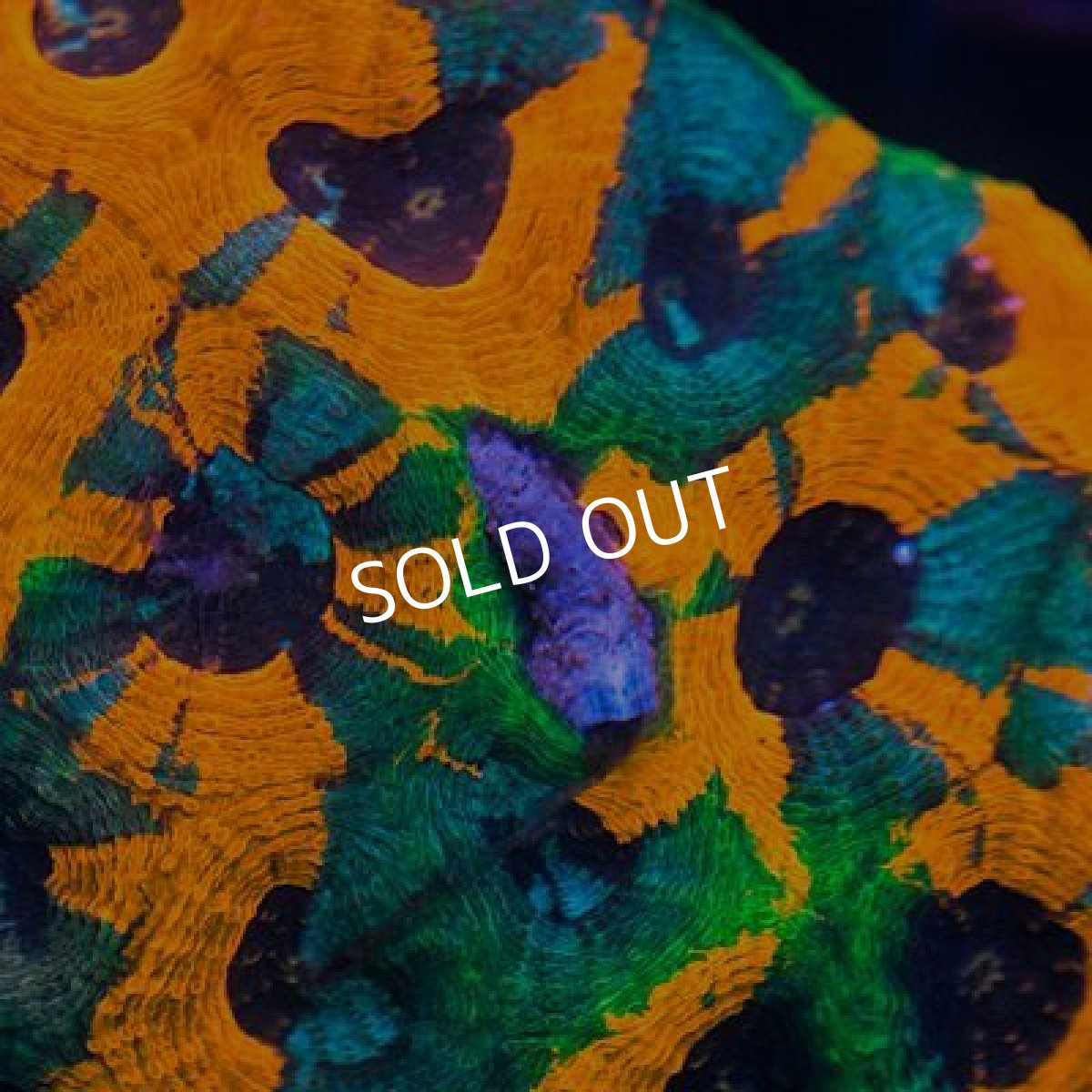 画像3: ■SALE20%OFF■キクメイシ No.2 (3)