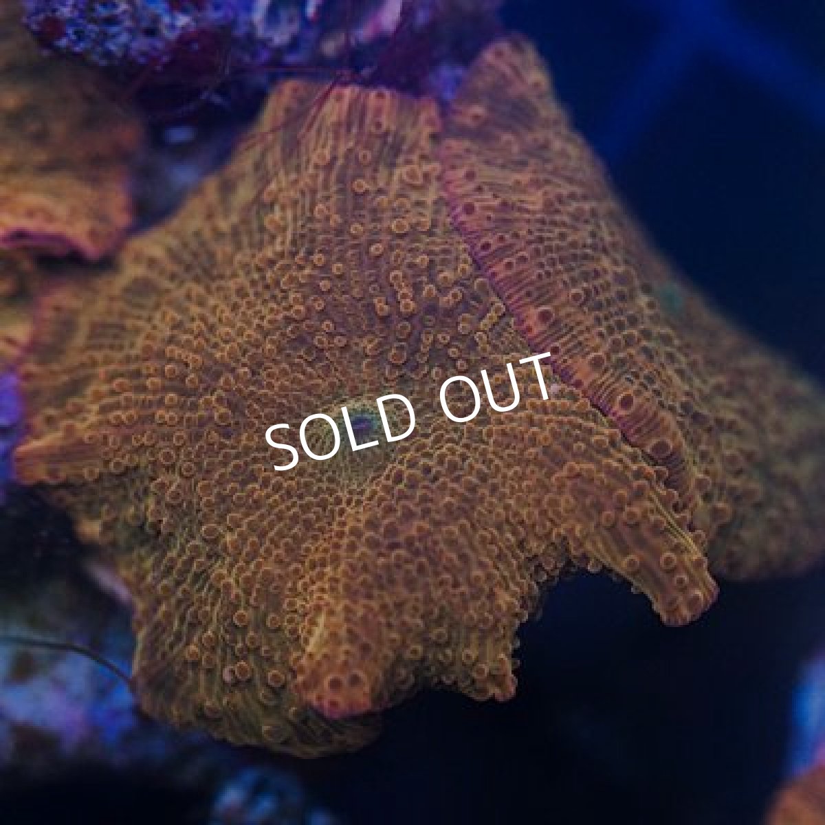 画像2: ディスクコーラル No.2 (2)