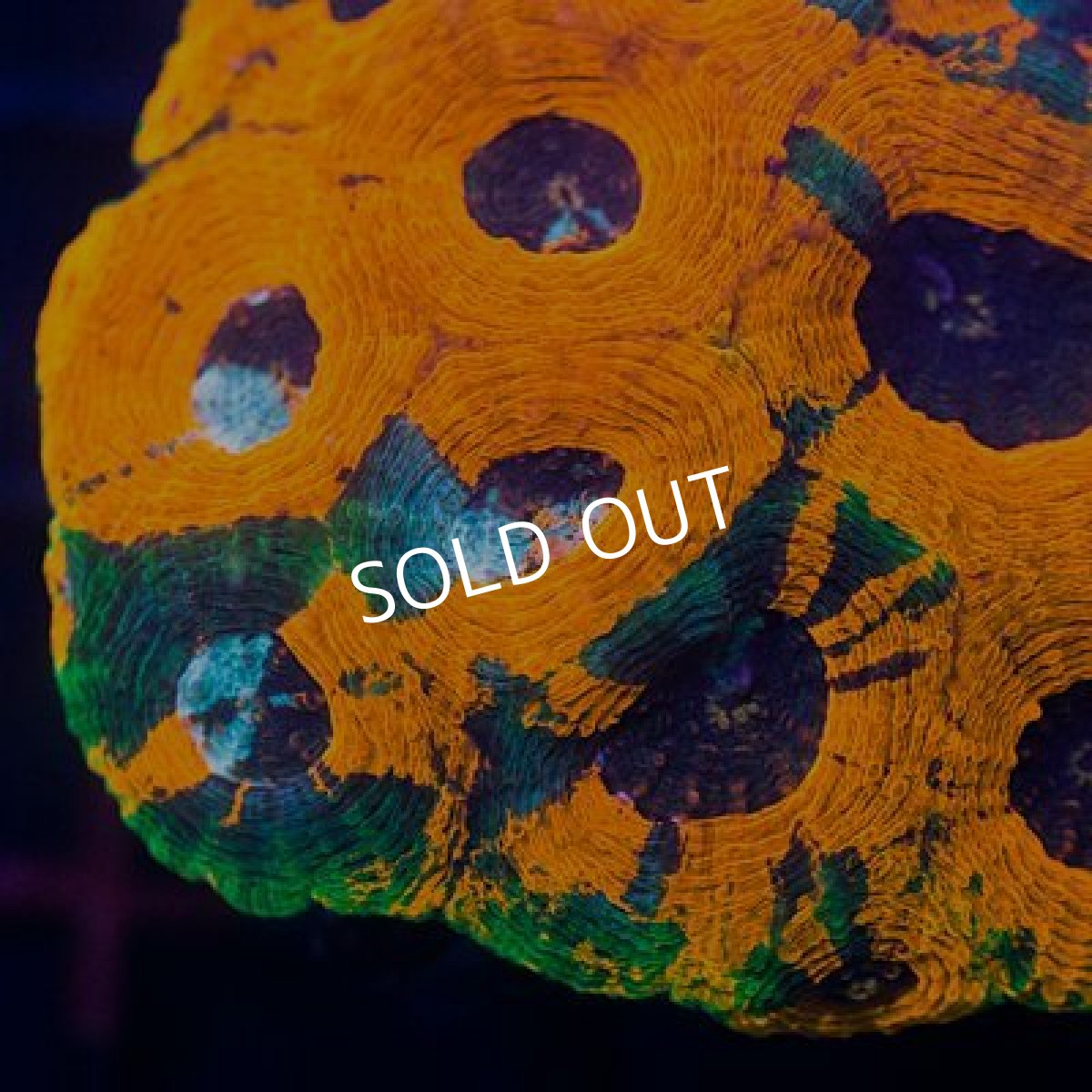 画像2: ■SALE20%OFF■キクメイシ No.2 (2)