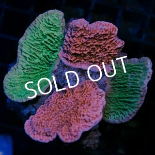 全商品 - 海水魚専門店 ceppo onlinestore (Page 39)