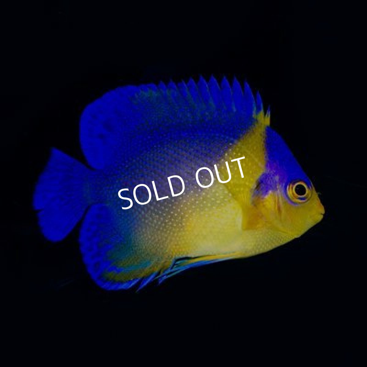 画像2: 八重山産 スミレヤッコ SM No.2 (2)