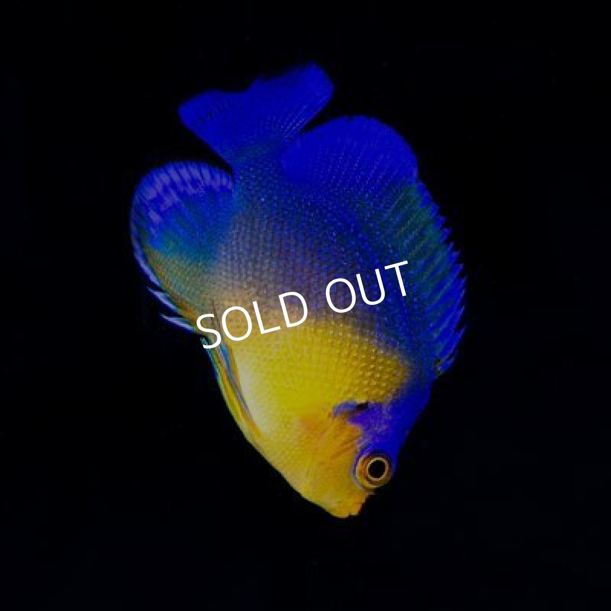 画像2: 八重山産 スミレヤッコ　SM　No.３ (2)