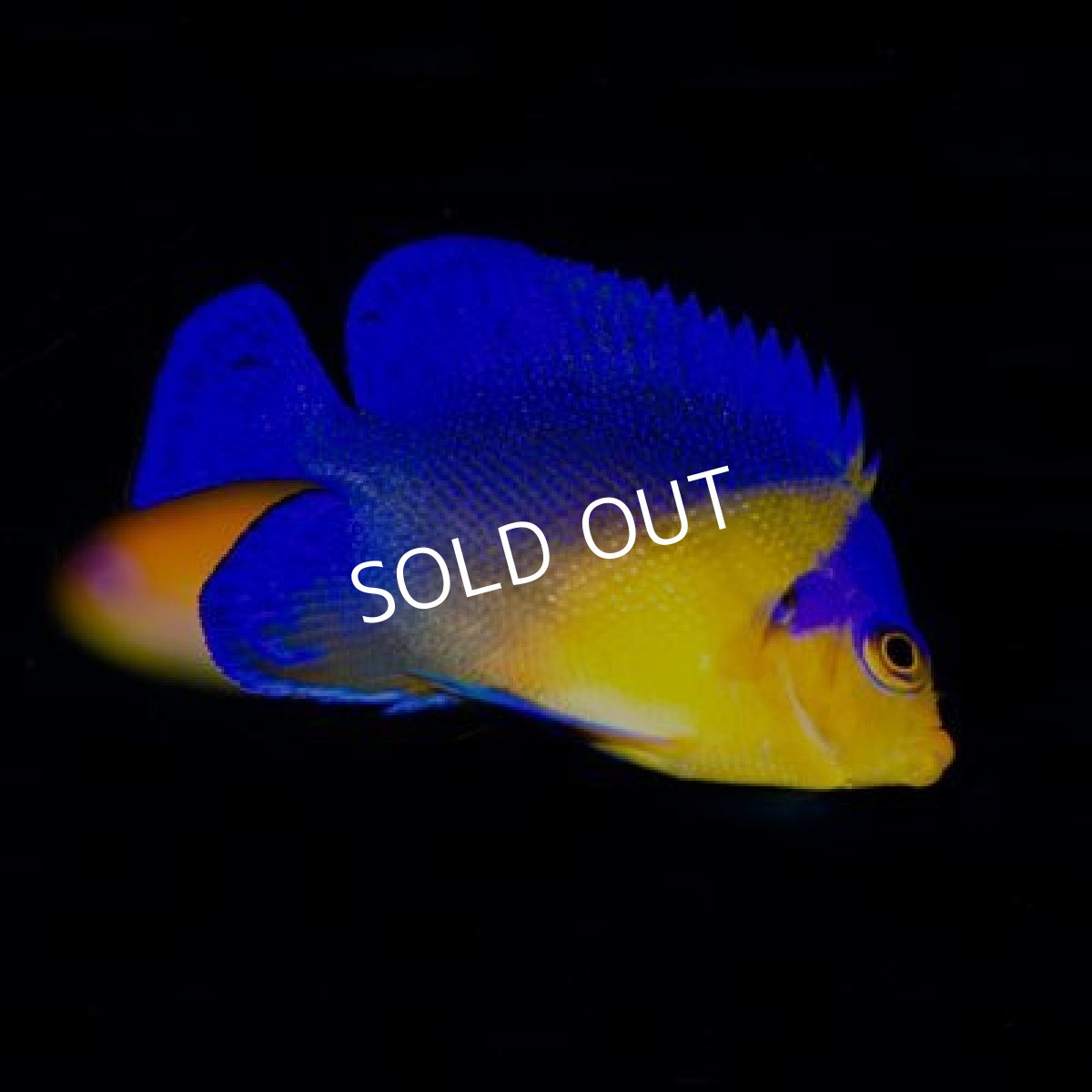 画像2: 八重山産 スミレヤッコ SM No.4 (2)