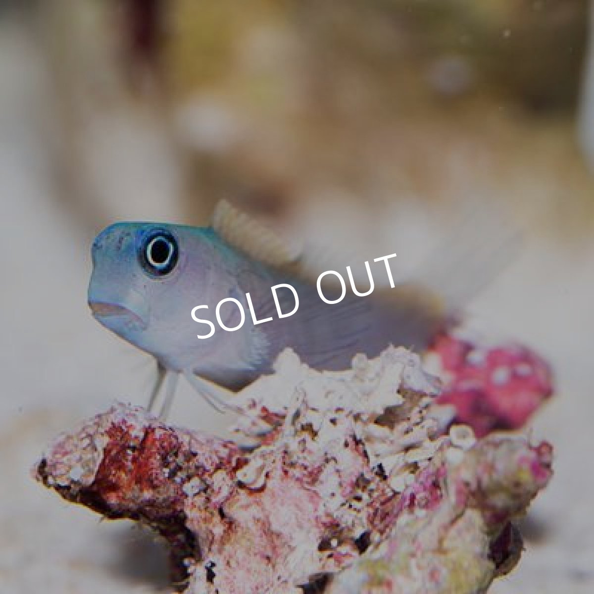 画像2: ブルーアンドゴールドブレニー (2)