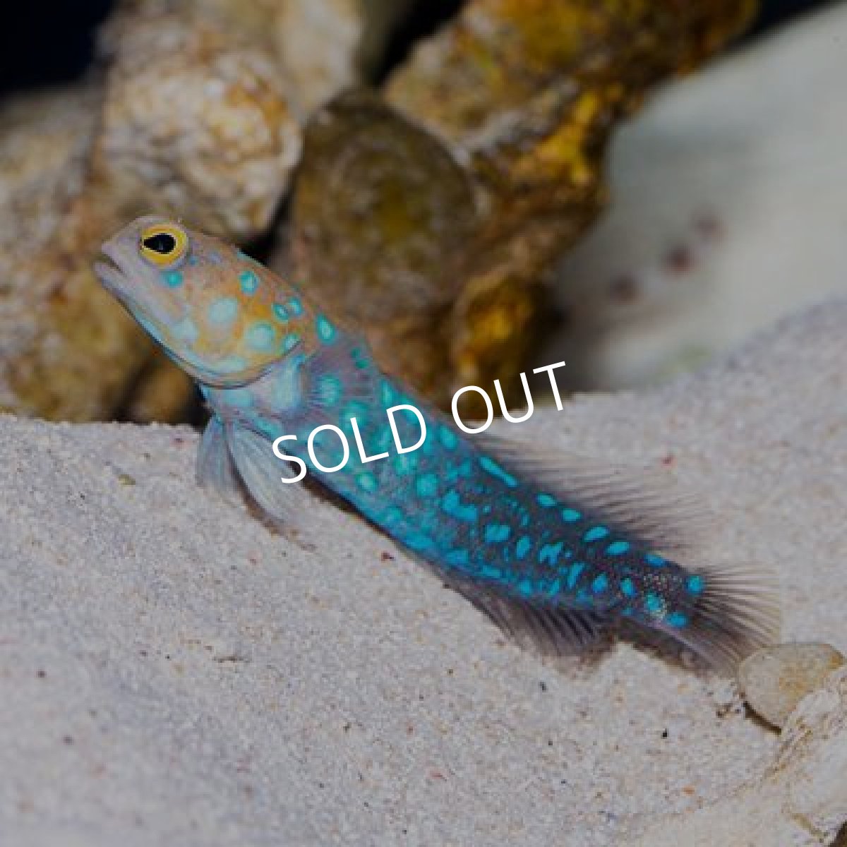 画像2: ■SALE20%OFF■ブルースポッテッドジョーフィッシュ No.2 (2)