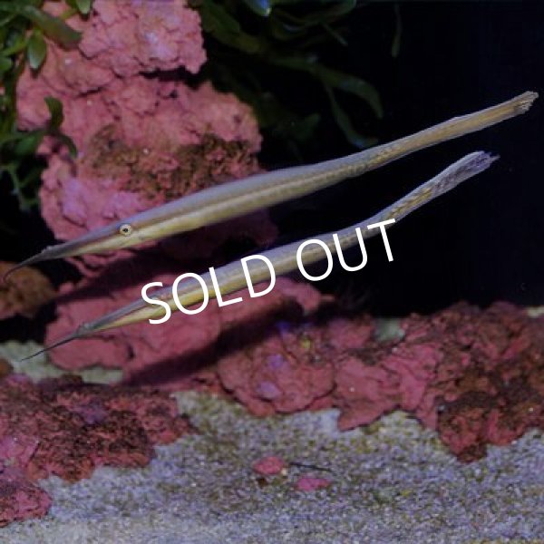 ウケグチノホソミオナガノオキナハギ - 海水魚専門店 ceppo onlinestore