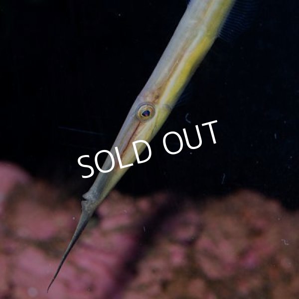 ウケグチノホソミオナガノオキナハギ - 海水魚専門店 ceppo onlinestore
