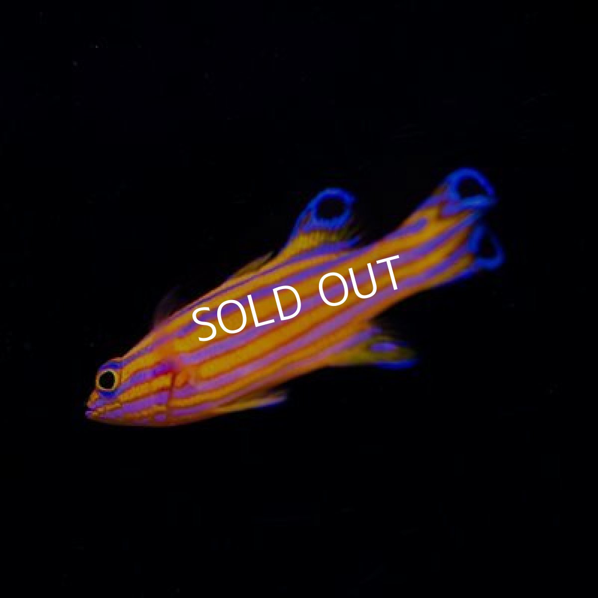 画像2: ■SALE20%OFF■キャンディバスレット  SM (2)