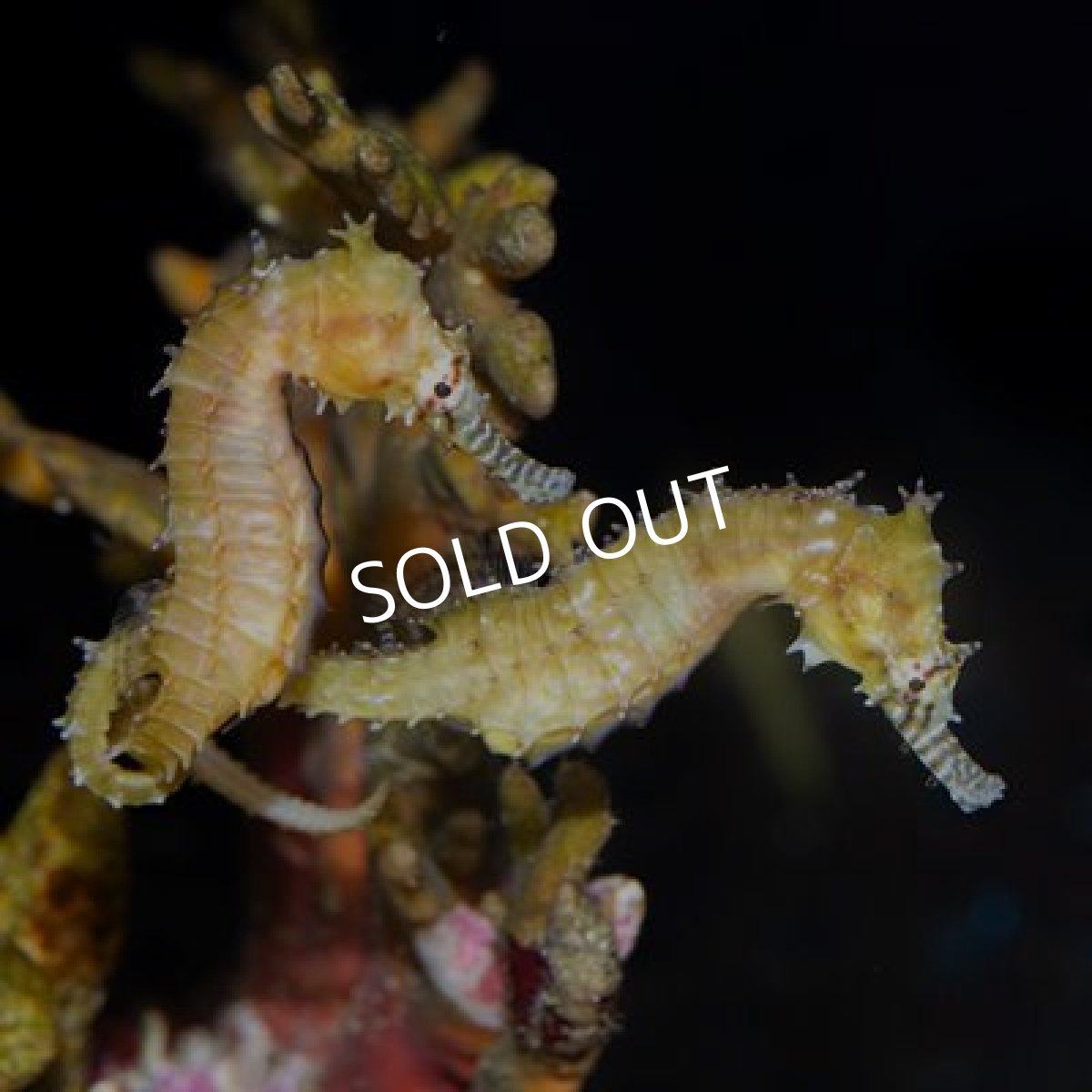 画像2: ゼブラスナウトシーホース CB (2)