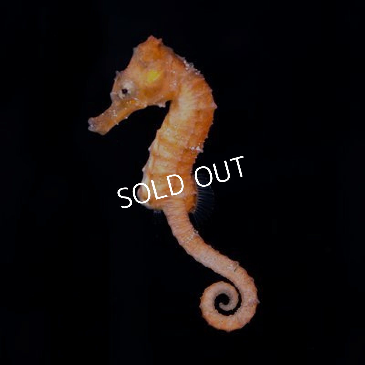 画像2: ■ＳＡＬＥ２０％ＯＦＦ■カリビアンシーホース CB　オレンジ (2)