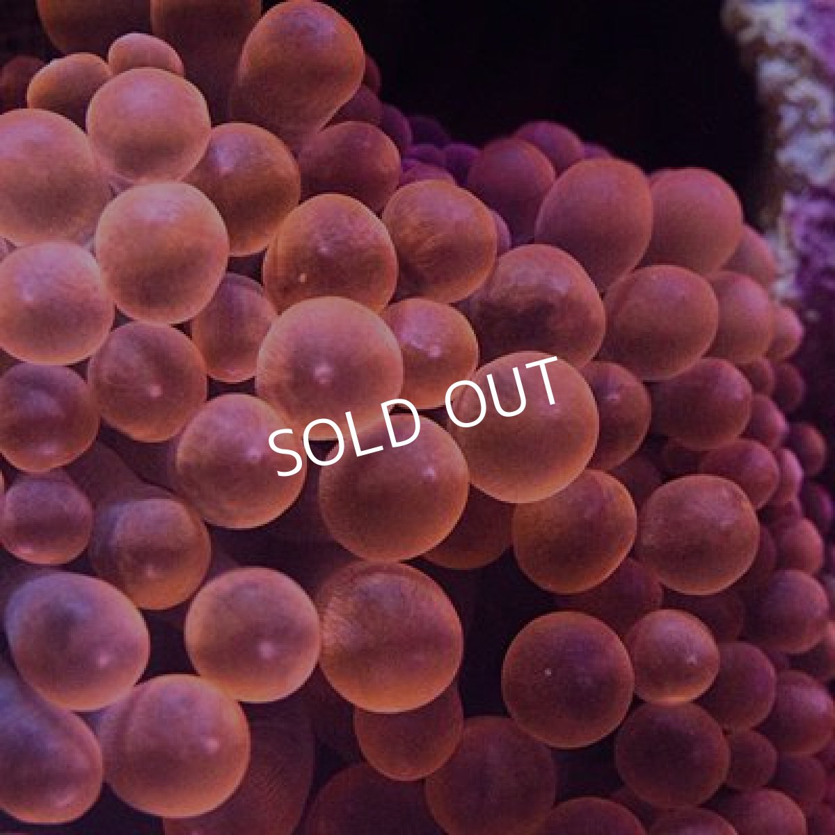 画像2: 八重山産 タマイタダキイソギンチャク Red (2)