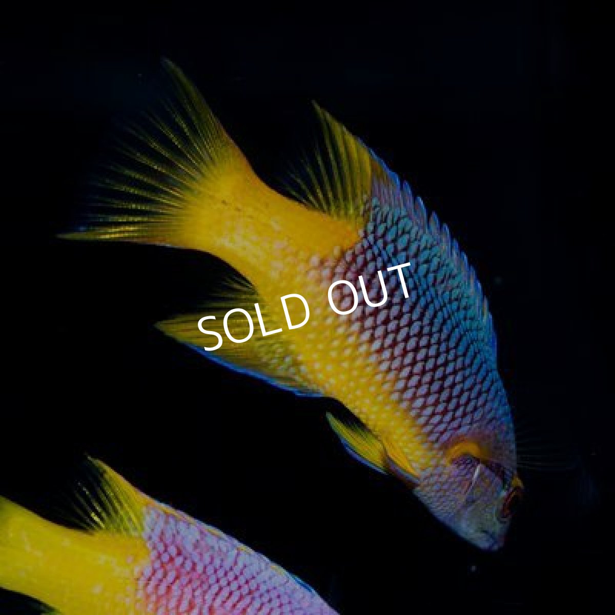 画像2: カリブ スパニッシュホグフィッシュ No.1 (2)