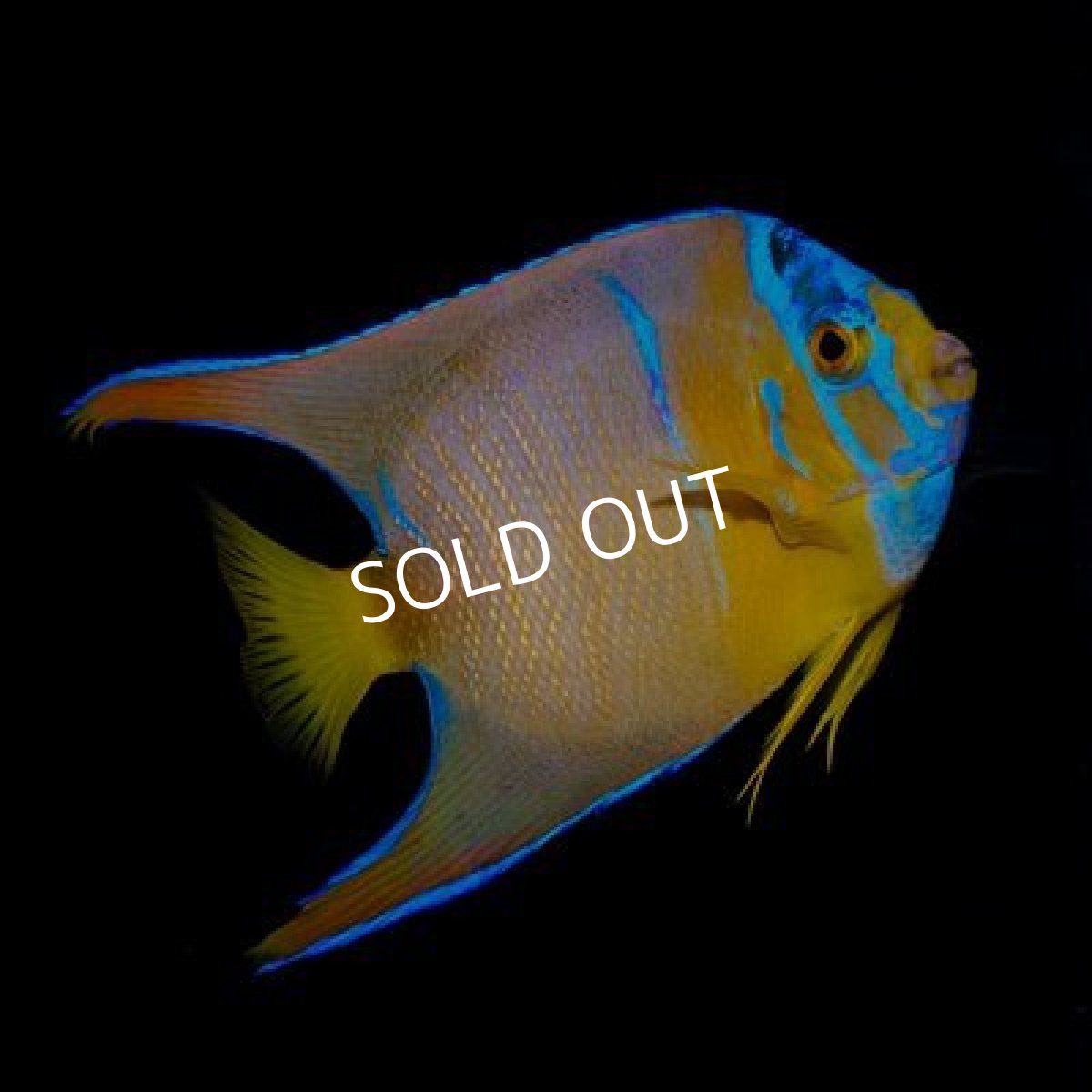 画像3: カリブ　クイーンエンゼル　M  (3)