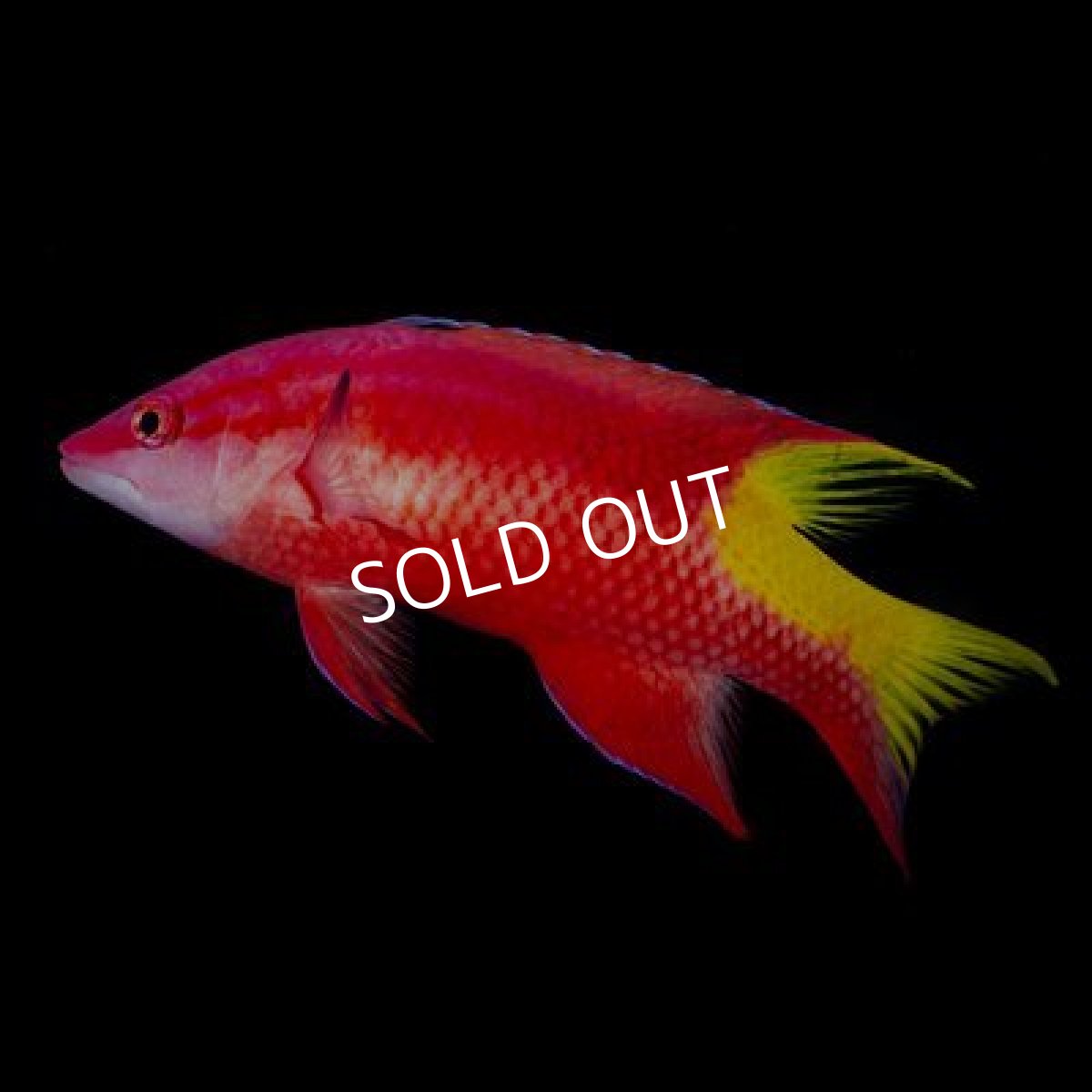 画像2: カリブ キューバンホグフィッシュ (2)