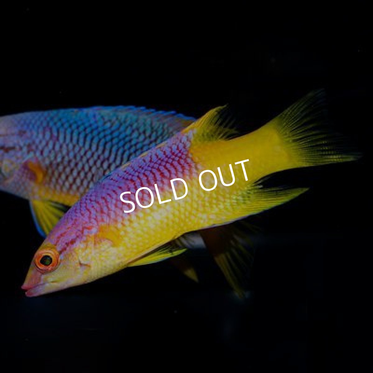 画像2: カリブ スパニッシュホグフィッシュ No.2 (2)