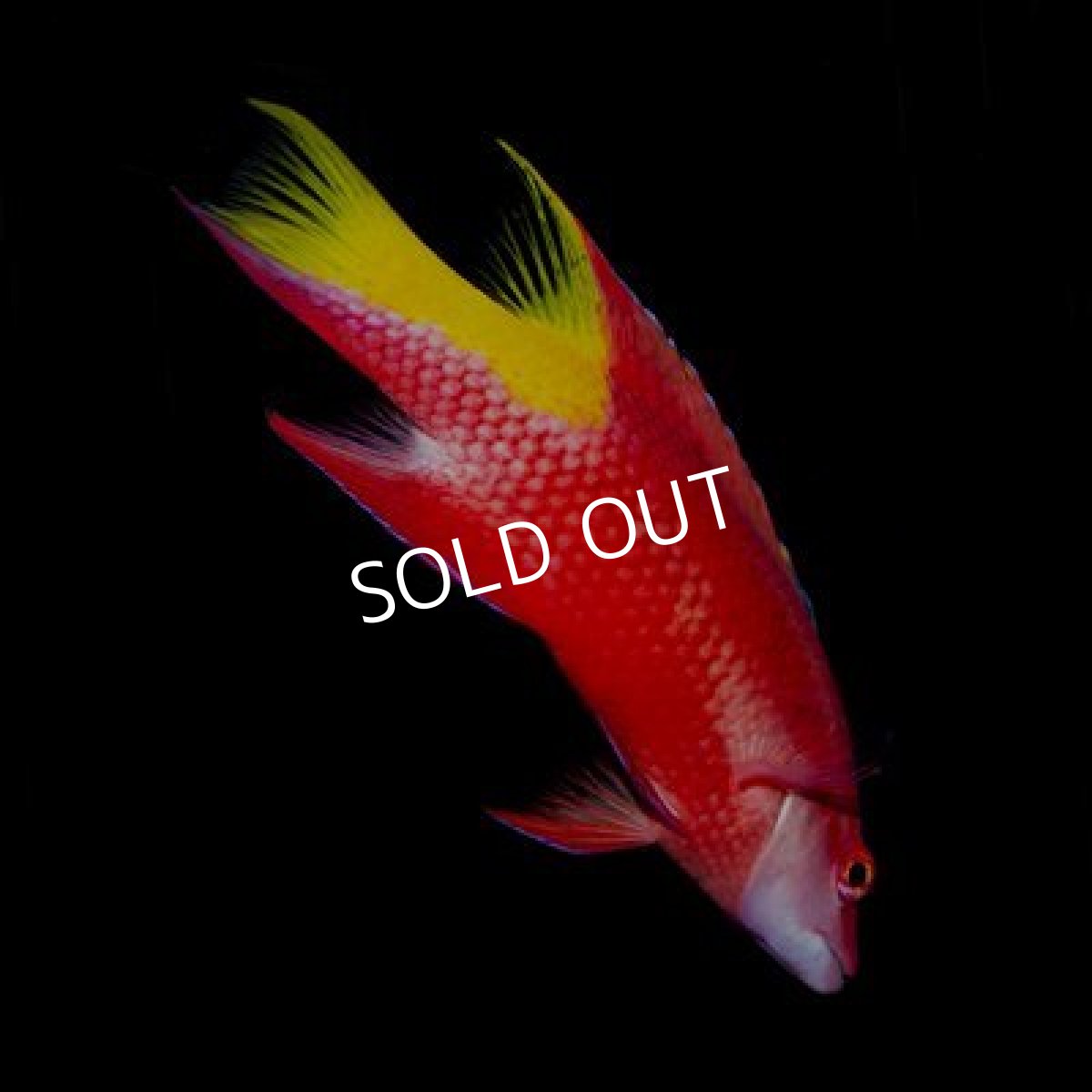 画像3: カリブ キューバンホグフィッシュ (3)