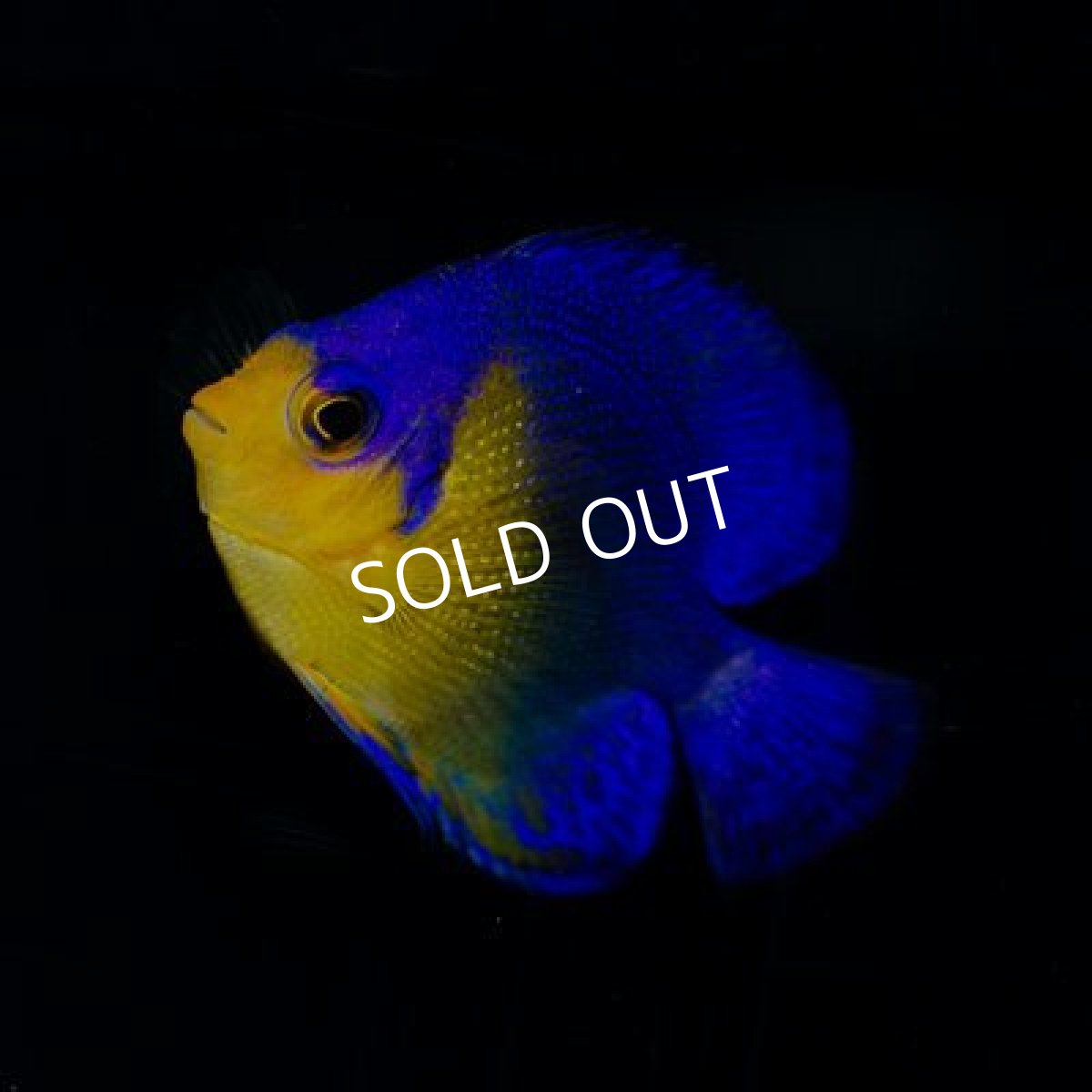 画像2: 八重山産 スミレヤッコ　SM (2)