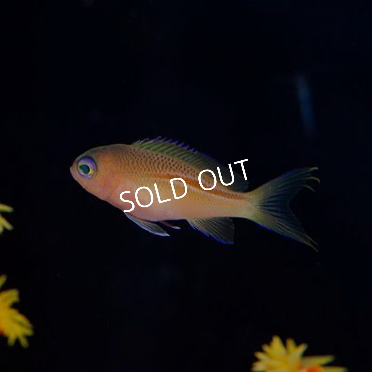 画像2: ■ＳＡＬＥ２０％ＯＦＦ■イトヒキコハクハナダイ　ベビー　NO.1 (2)