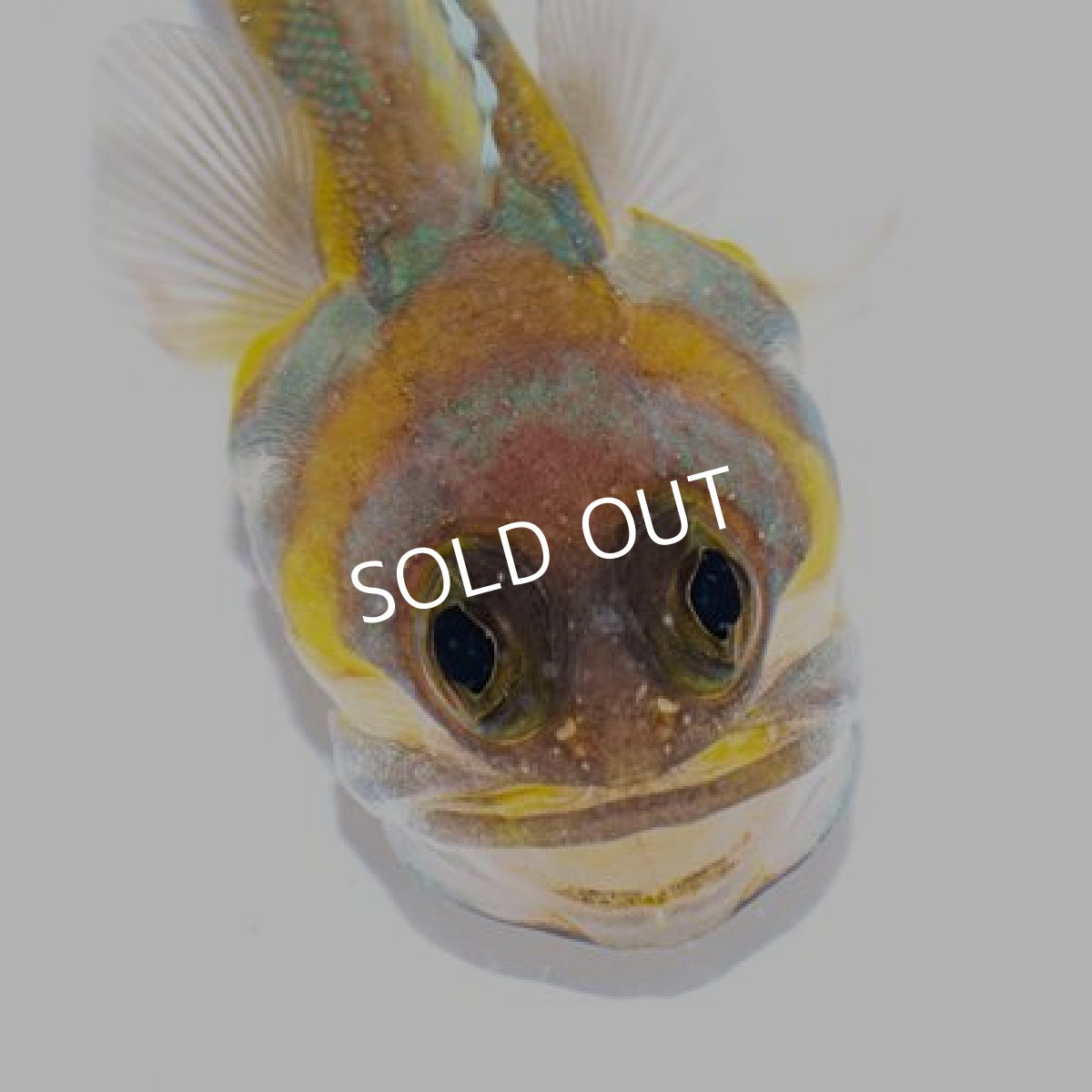 画像5: ■SALE20%OFF■アゴアマダイ (5)