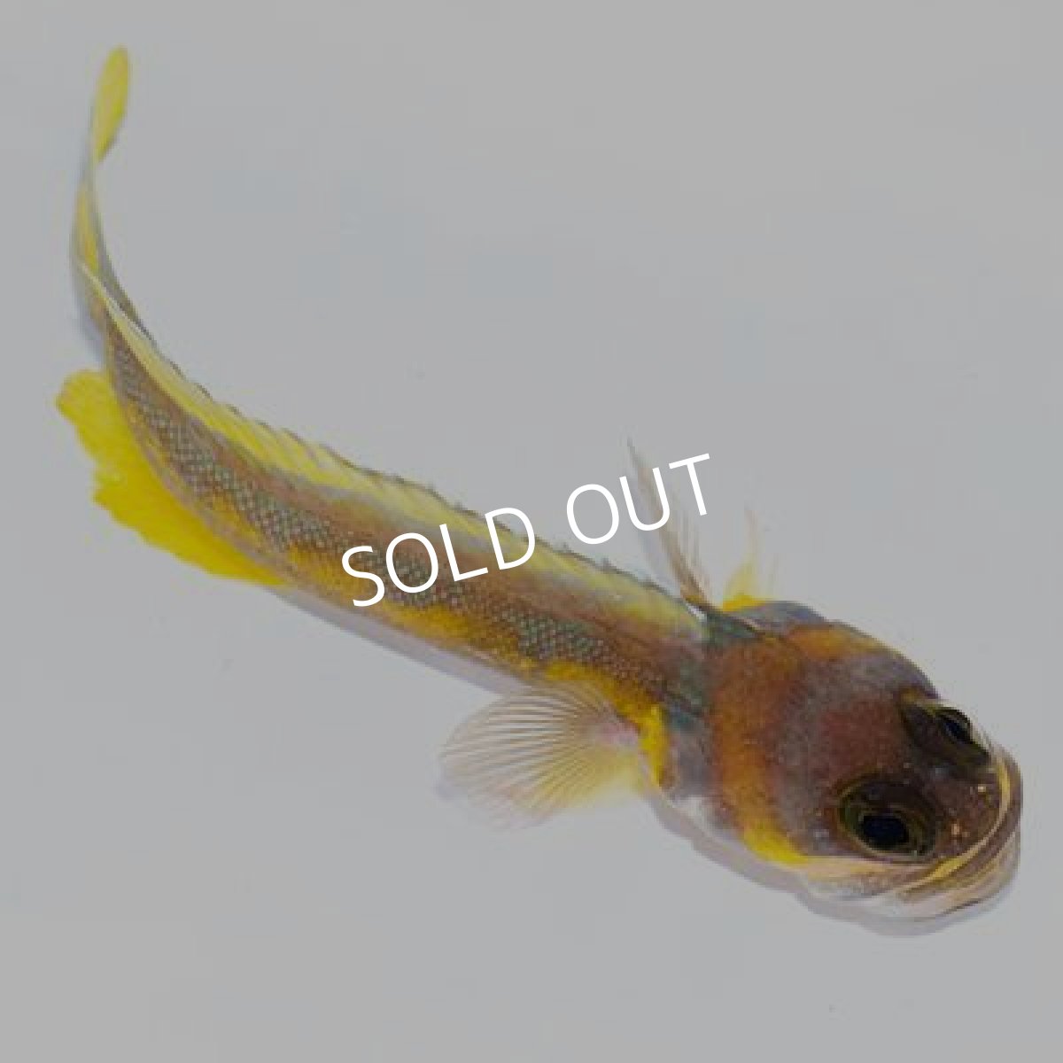 画像6: ■SALE20%OFF■アゴアマダイ (6)