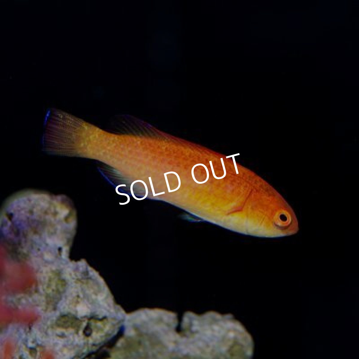 画像4: ■SALE 20%OFF■ ディープウォーターフェアリーラス ペア (4)