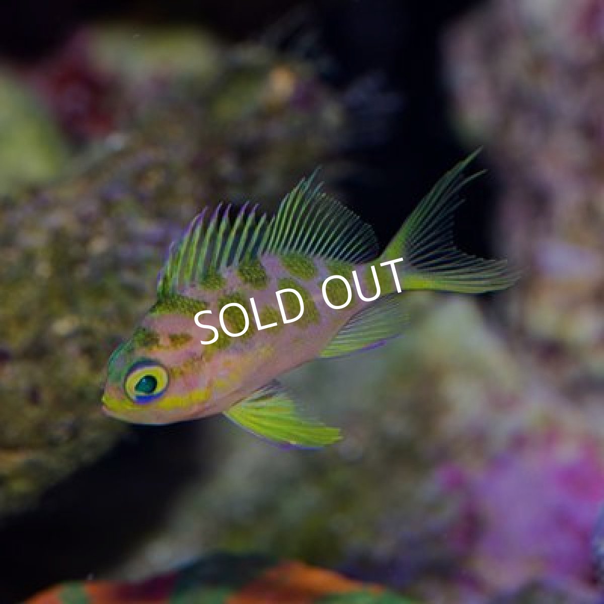 画像2: ■SALE ２０%OFF■ マダラハナダイ No.1 (2)