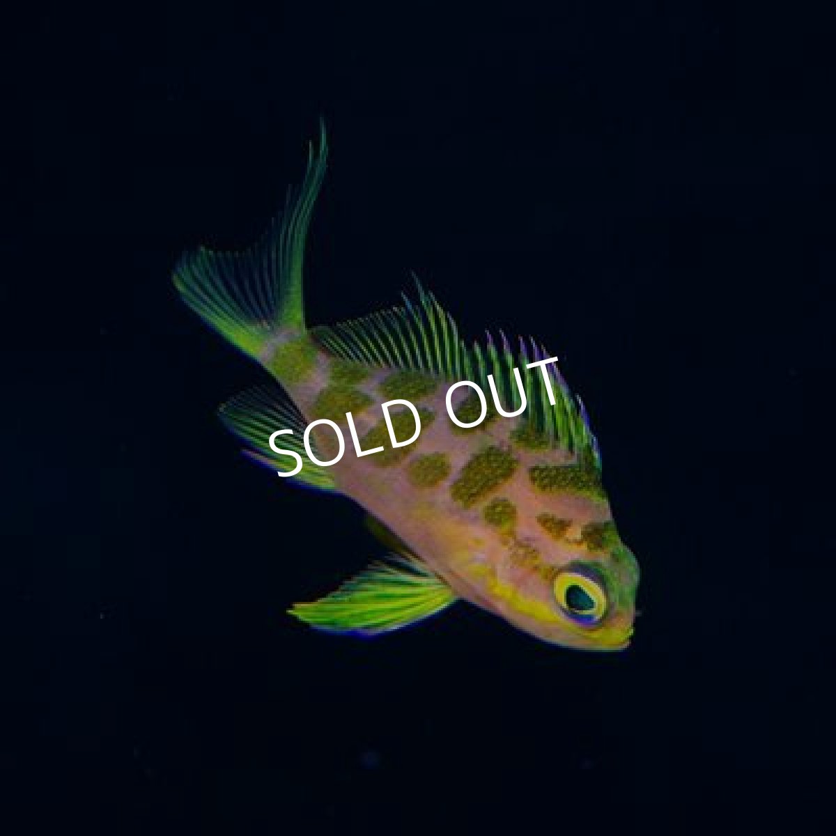 画像2: ■SALE 20%OFF■ マダラハナダイ No.2 (2)