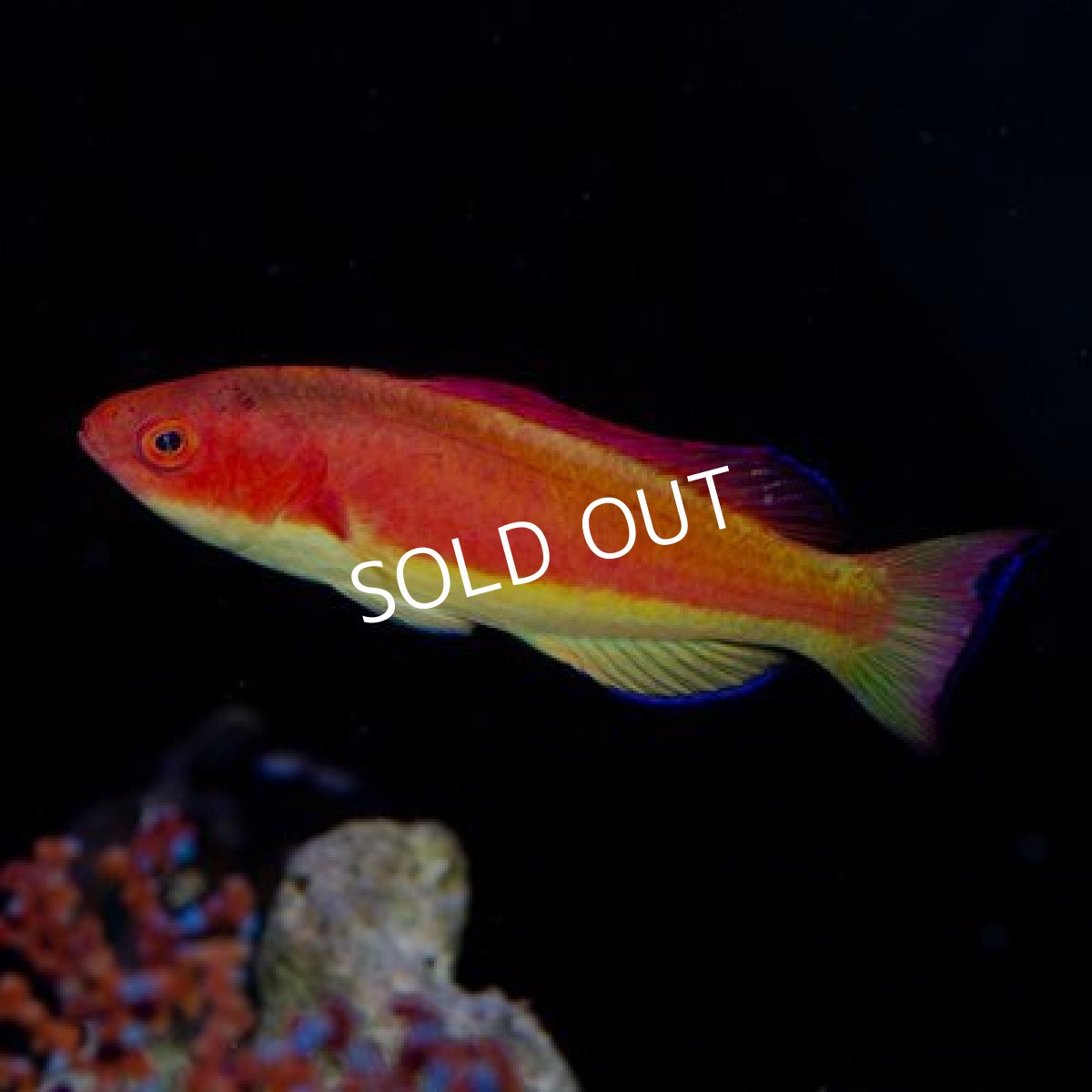 画像2: ■SALE 20%OFF■ ディープウォーターフェアリーラス ペア (2)