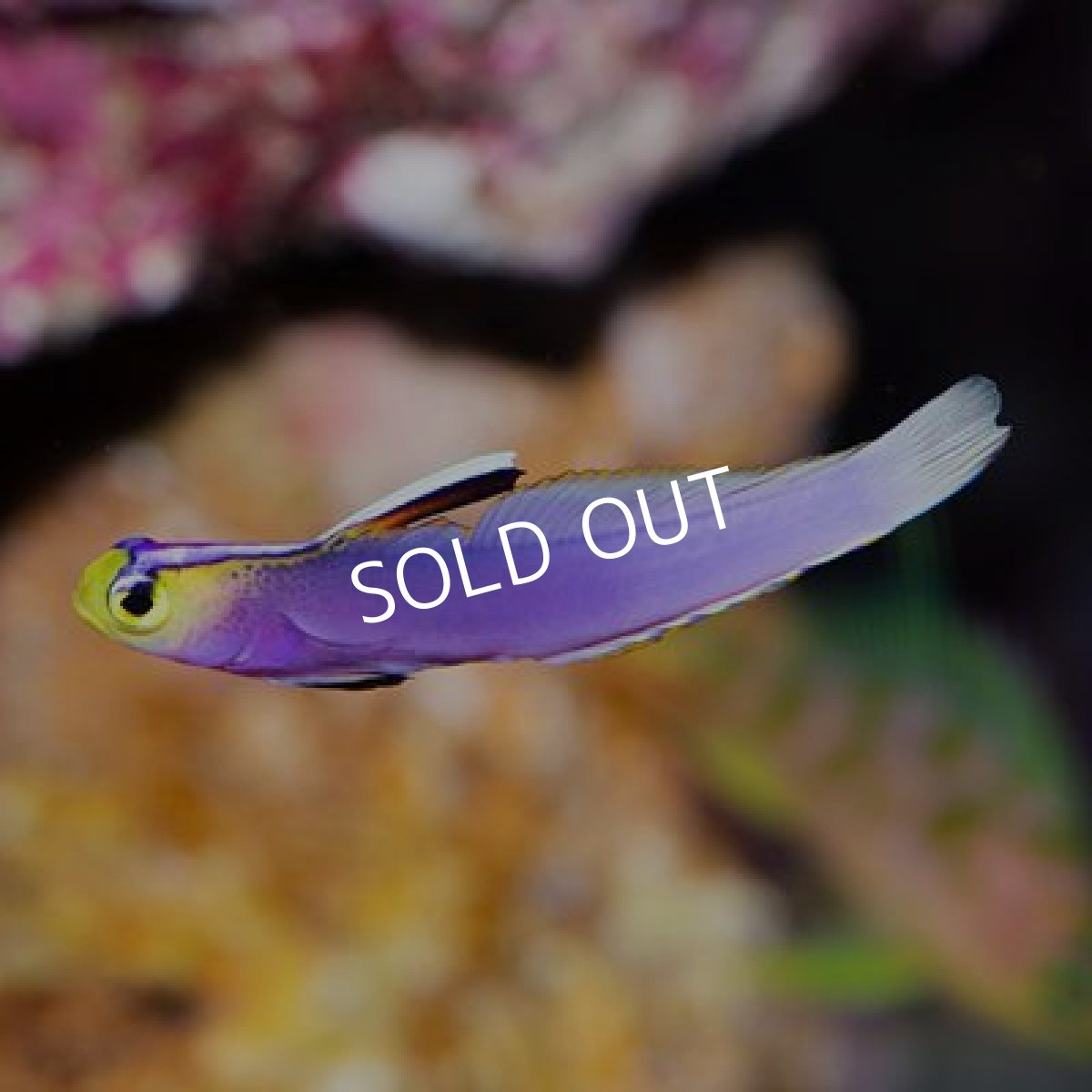 画像2: パープルファイヤーゴビー (2)