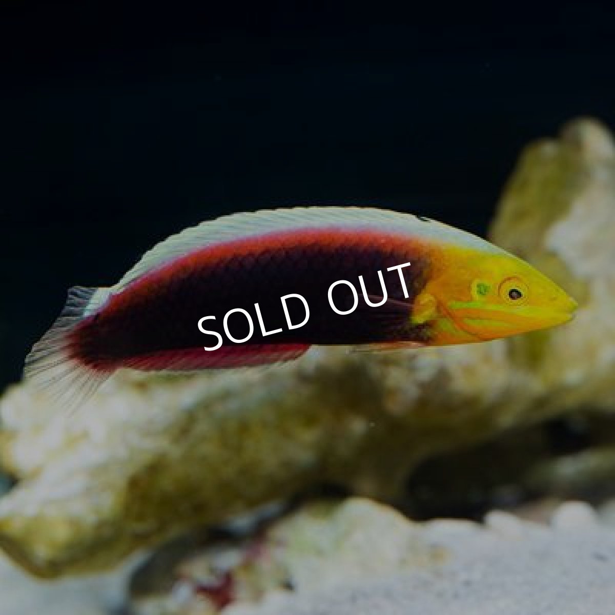 画像2: ■SALE 20%OFF■ リーデントラス (2)