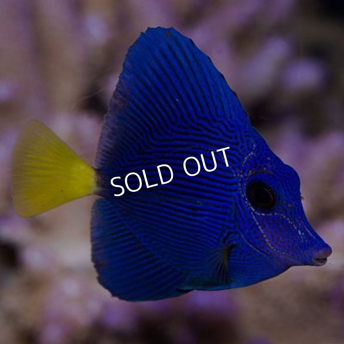 画像2: パープルタン　S (2)