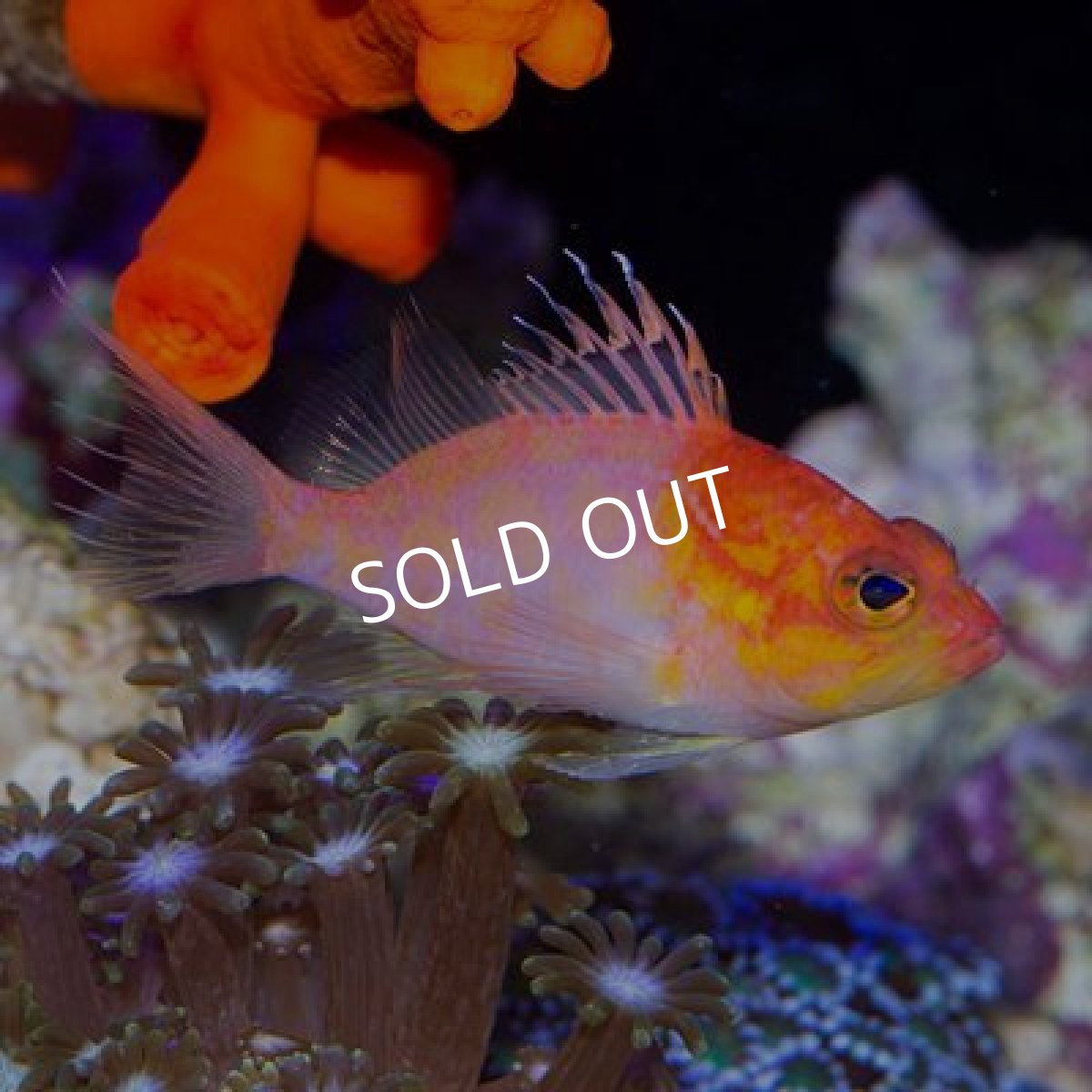 画像4: ■ＳＡＬＥ■ニシキハナダイ (4)