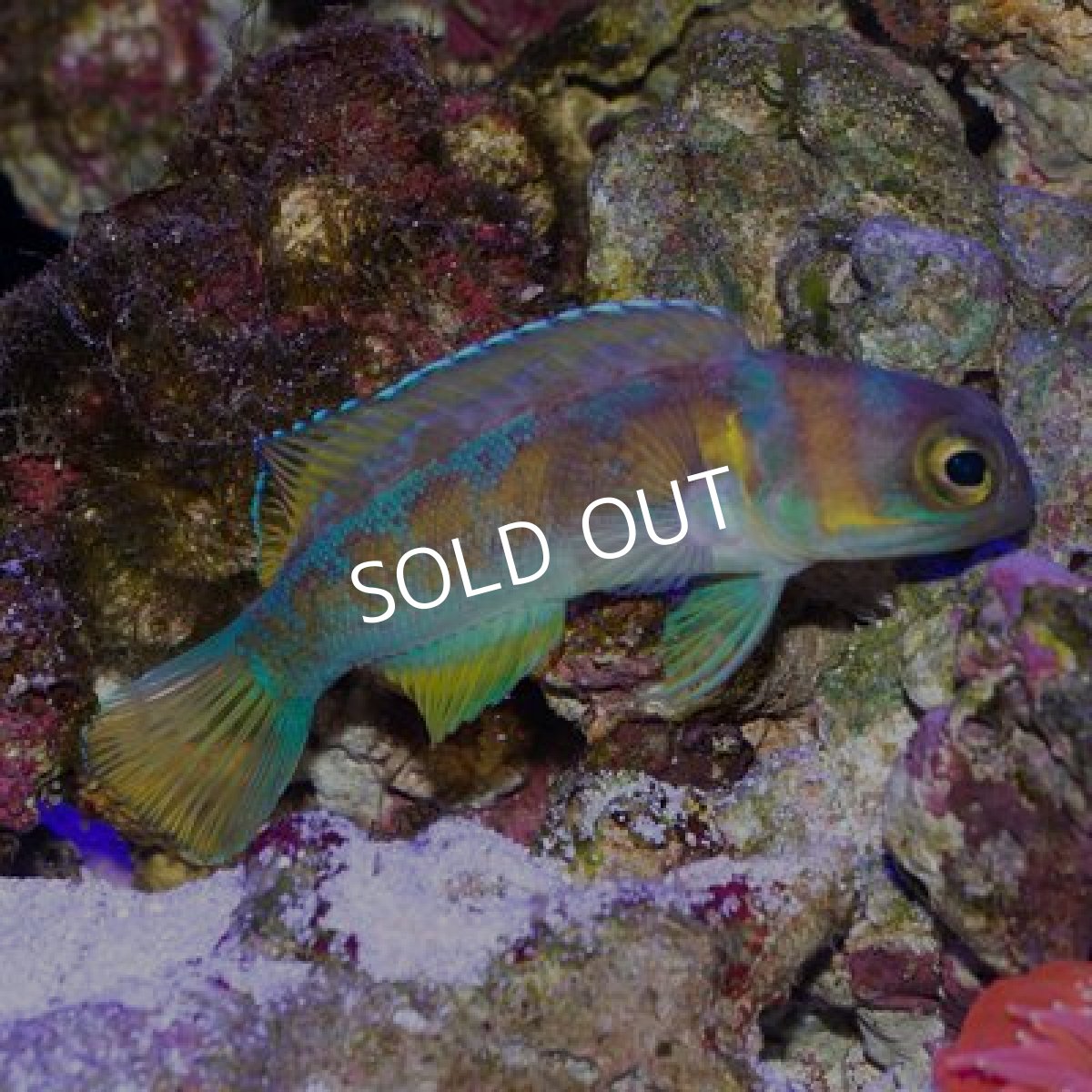 画像3: ■SALE20%OFF■アゴアマダイ (3)