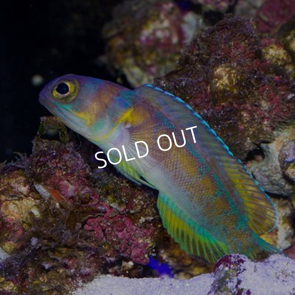 画像4: ■SALE20%OFF■アゴアマダイ (4)