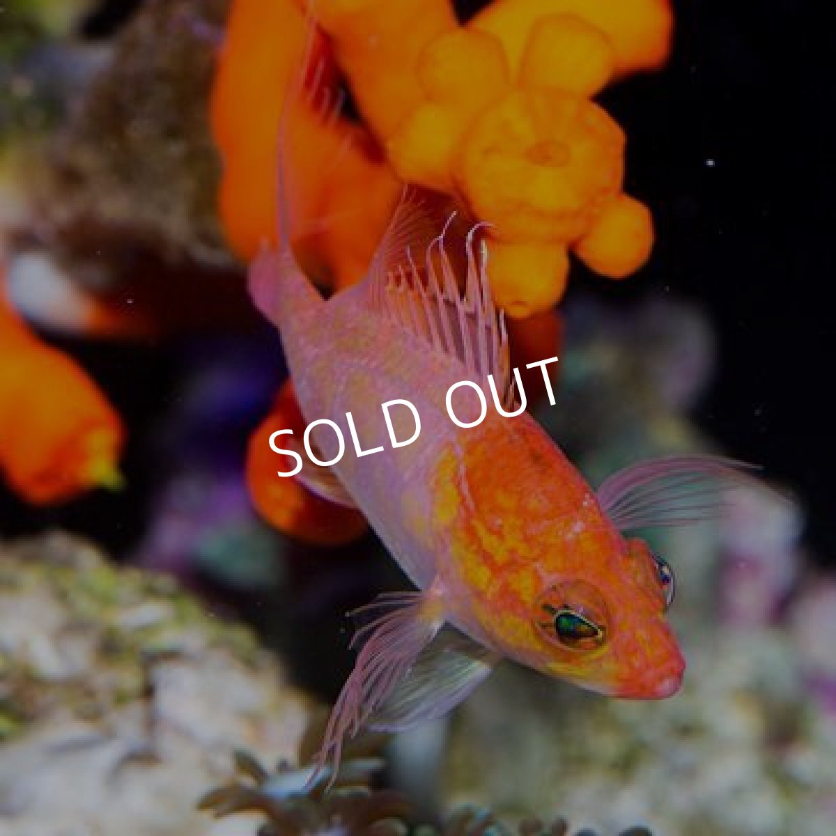 画像2: ■ＳＡＬＥ■ニシキハナダイ (2)