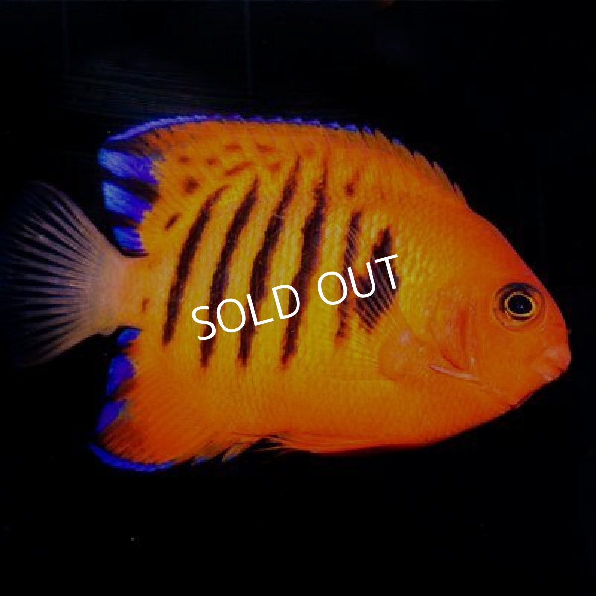 画像2: ■SALE20%off■ハワイ便 フレームエンゼル (2)