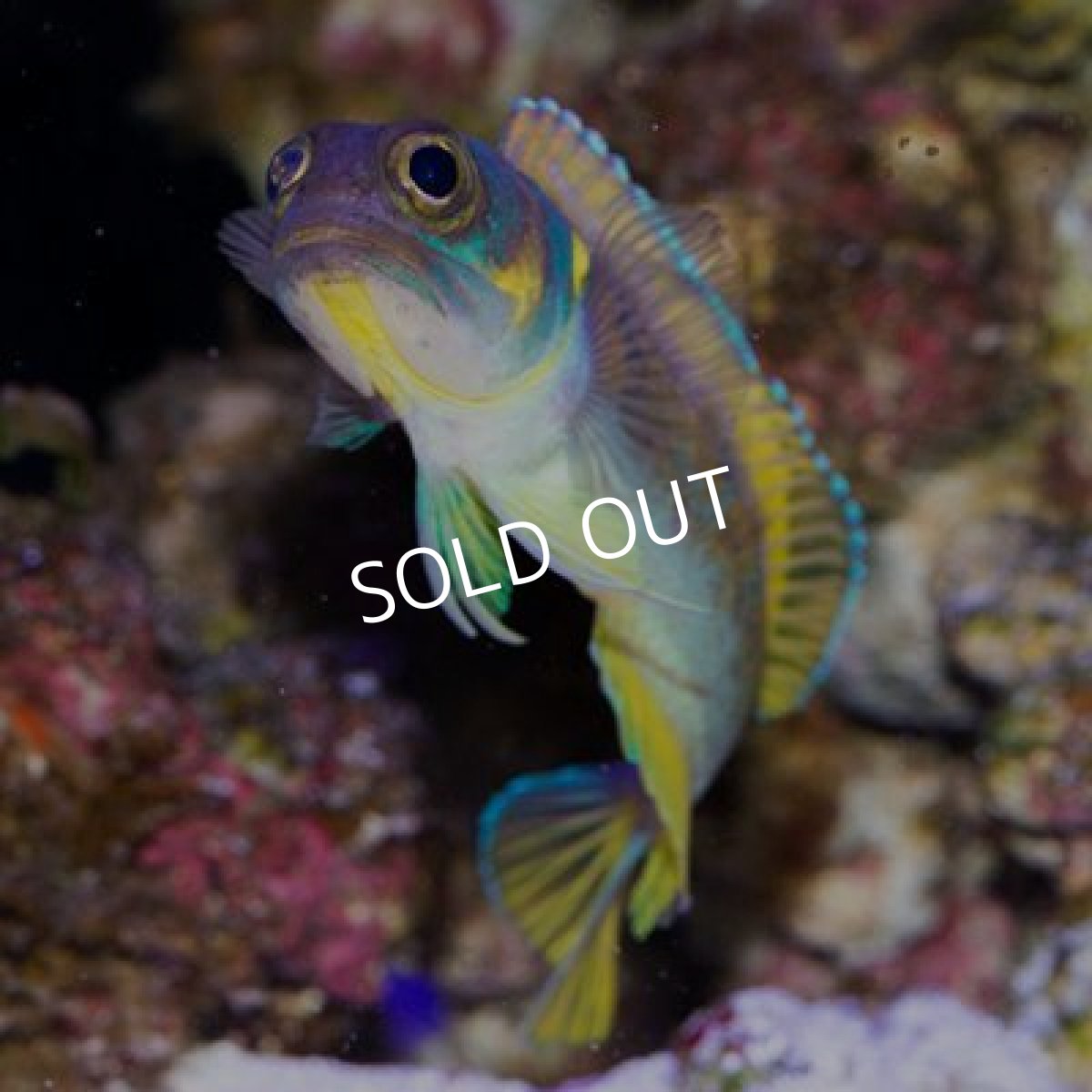 画像2: ■SALE20%OFF■アゴアマダイ (2)