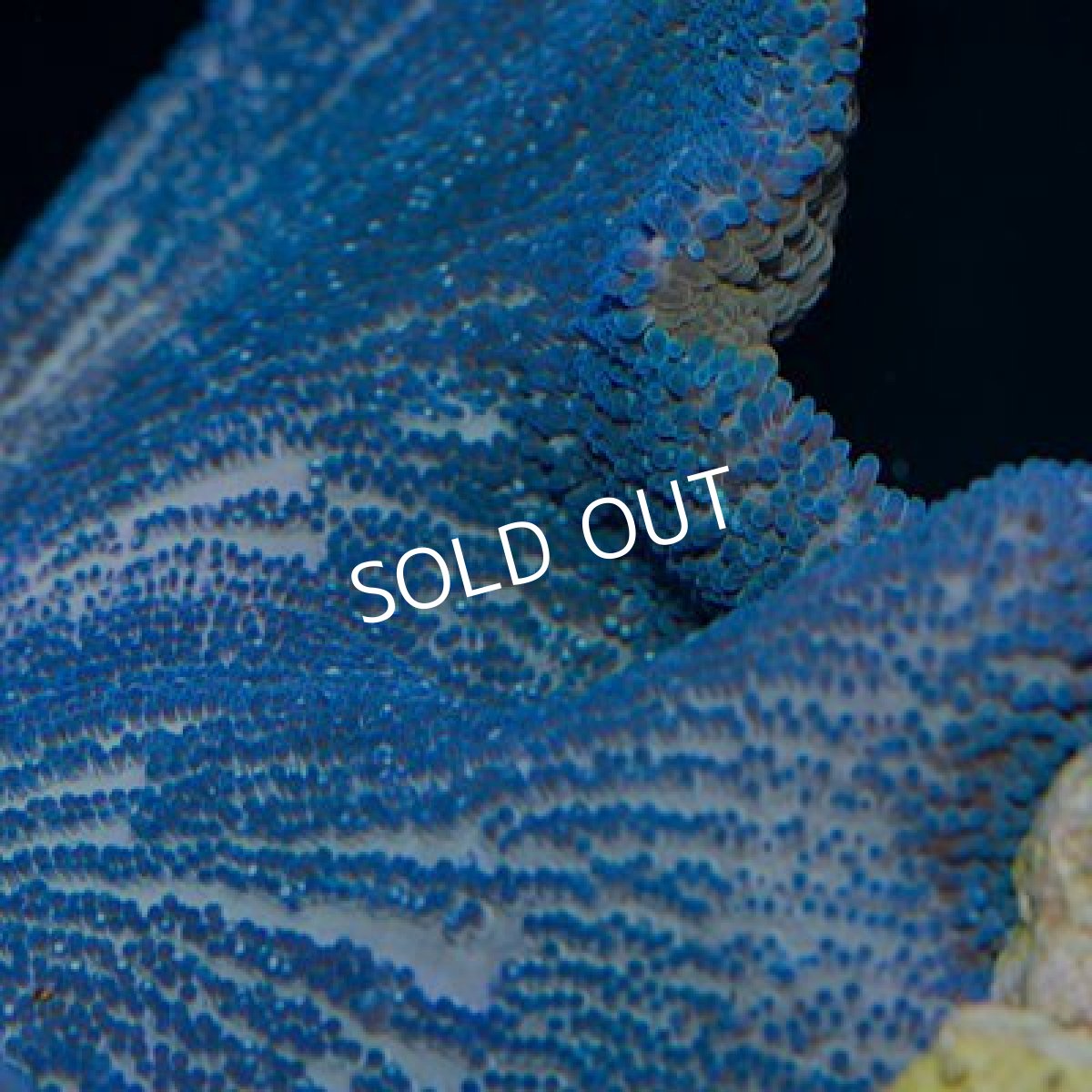 画像2: ■ＳＡＬＥ■ イボハタゴイソギンチャク　ブルー (2)